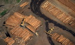 Wood factory