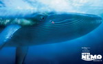 Nemo and the Whale
