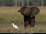 Elephant and bird