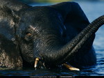 Elephant in the water