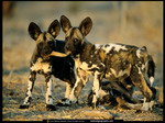 Hyena's