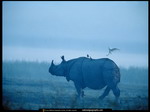 Rhino