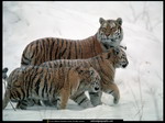 Tigers