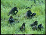 Gorilla's