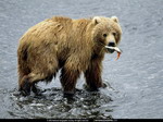 Bear caught a fish