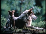 Wolf with young