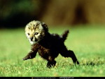 Little tiger