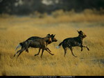 Hyena's