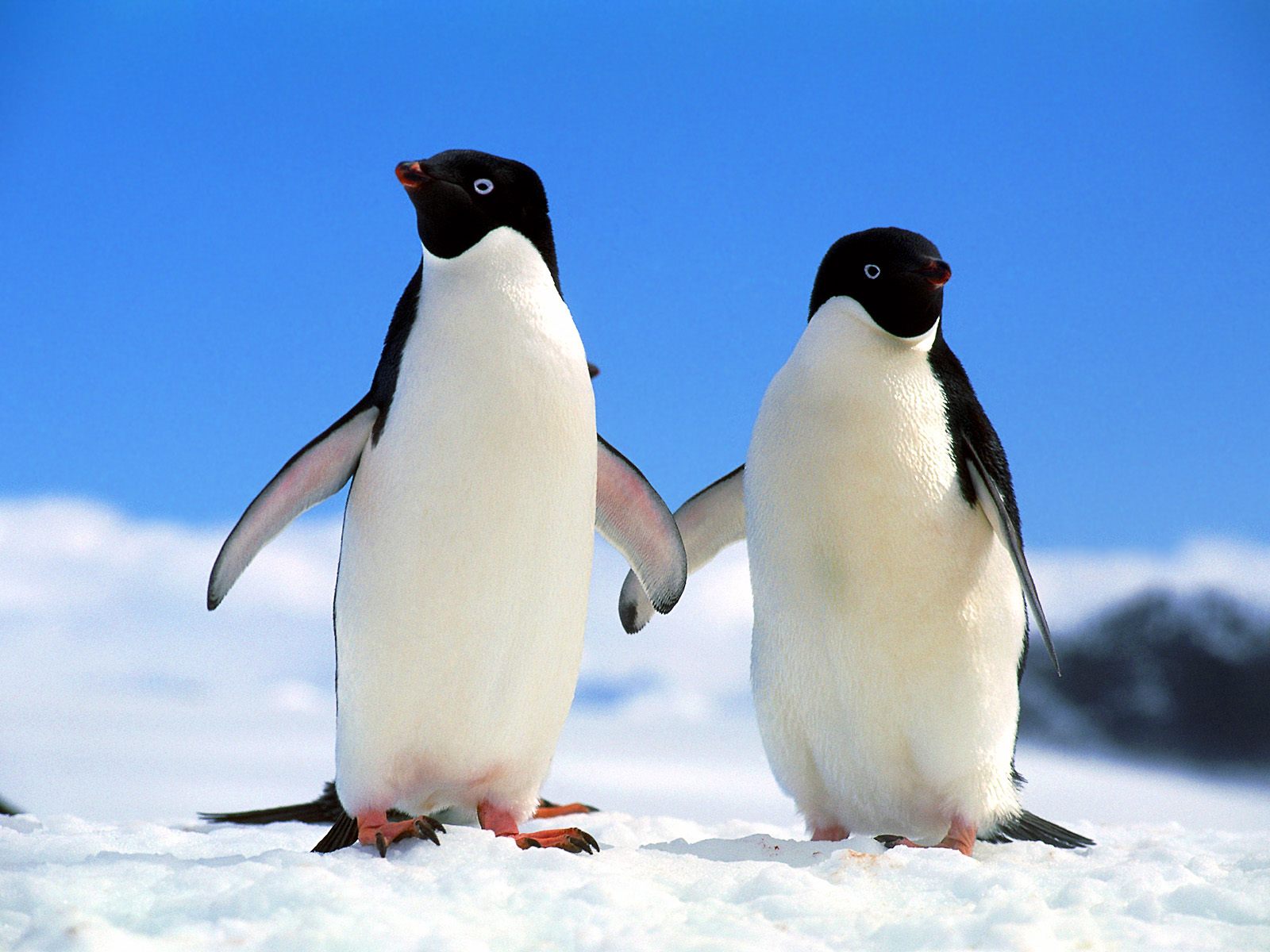 pinguin_12.jpg