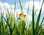 Vista Grass