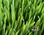 Windows Grass