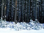 Pinetrees