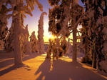 Winter forrest