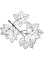 Kids-n-fun | 39 coloring pages of Leaves