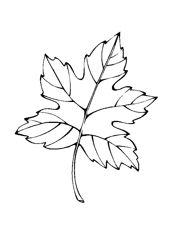 Kids-n-fun.com | 39 coloring pages of Leaves
