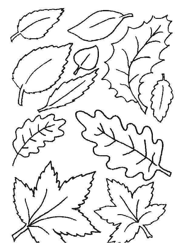Kids-n-fun.com | 39 coloring pages of Leaves