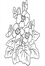 coloring page Flowers