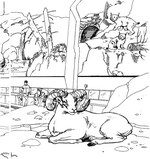 coloring page Zoo