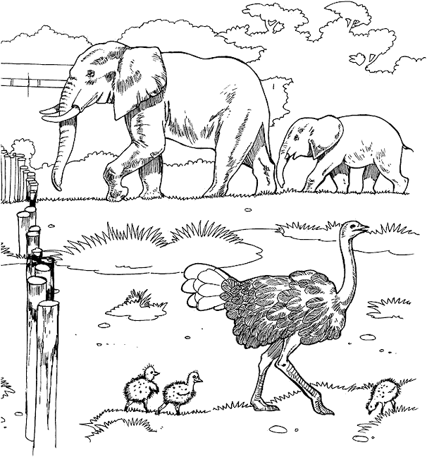 Kidsnfun.com  Coloring page Zoo Zoo