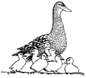 coloring page Ducks