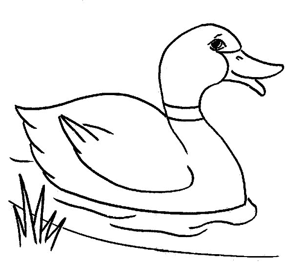 clipart black and white duck - photo #47