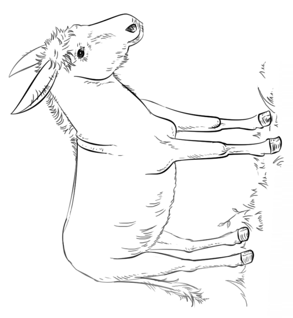 Kids-n-fun.com | 13 coloring pages of Donkeys