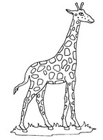 Kids-n-fun | 45 coloring pages of Giraffe