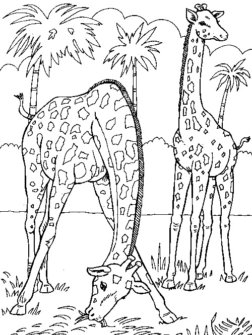 Kids-n-fun.com | 45 coloring pages of Giraffe