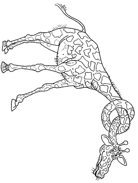 Kids-n-fun.com | 45 coloring pages of Giraffe