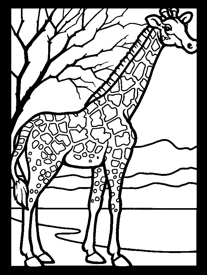 Kids-n-fun.com | 45 coloring pages of Giraffe