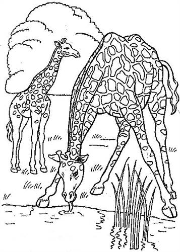 Kids-n-fun.com | 45 coloring pages of Giraffe