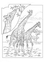 Kids-n-fun | 45 coloring pages of Giraffe