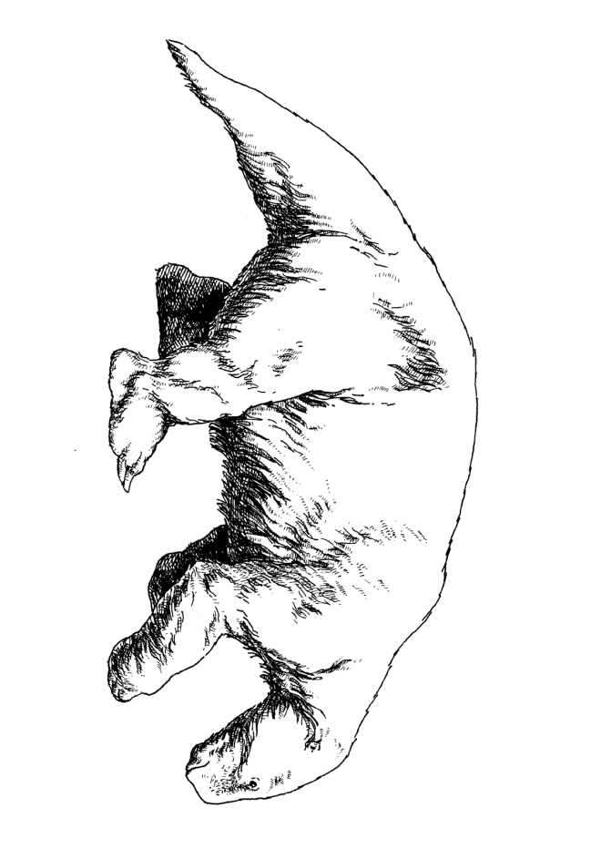 10 coloring pages of Animals of the Ice Age
