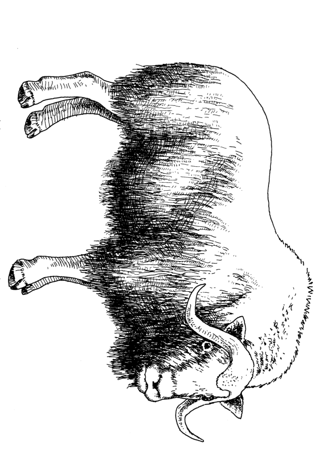 kids-n-fun-10-coloring-pages-of-animals-of-the-ice-age