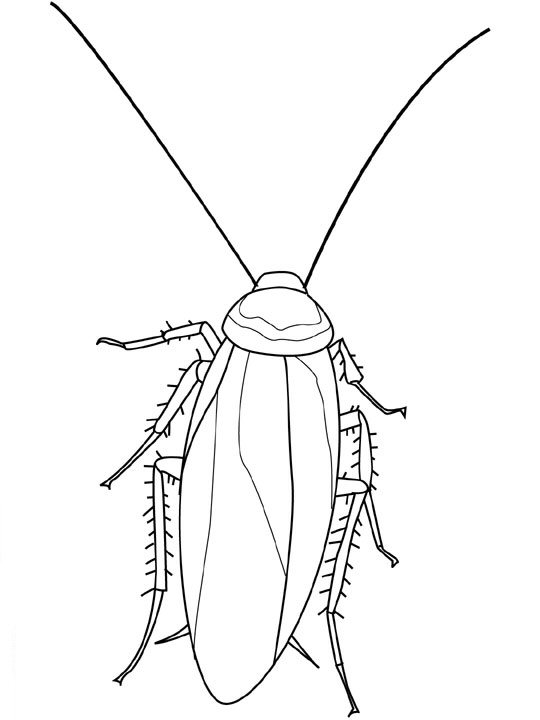 Kids-n-fun.com | 16 coloring pages of Insects