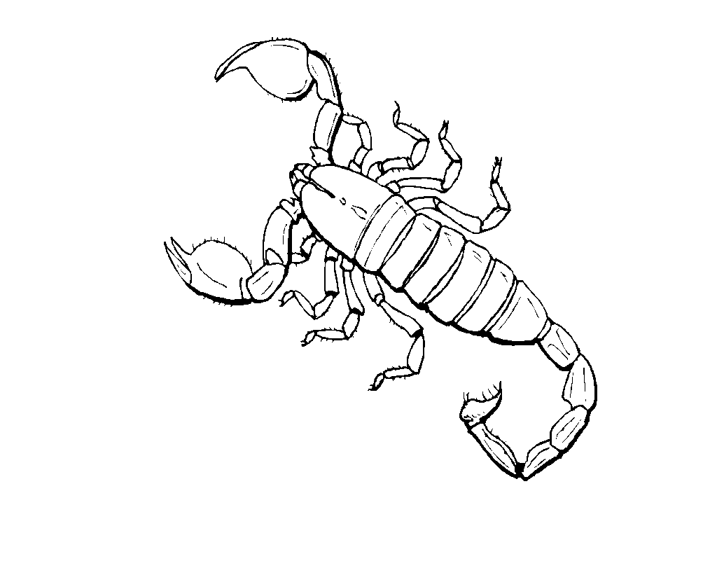 Kids-n-fun.com | 16 coloring pages of Insects