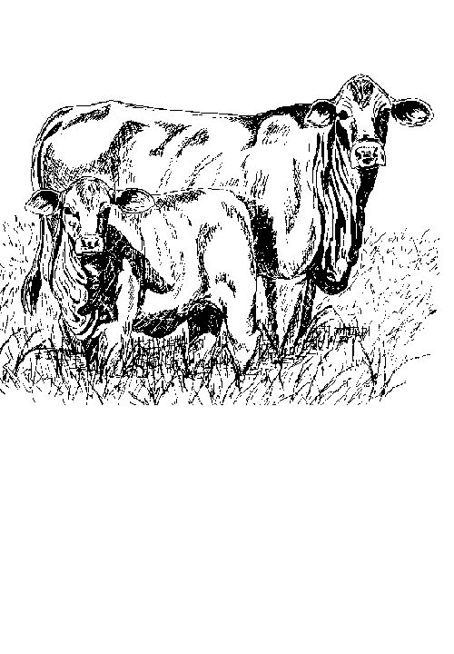 Kids-n-fun.com | 19 coloring pages of Cows