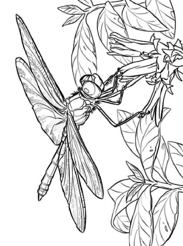 Kids-n-fun.com | Coloring page Dragonflies dragonfly on flower