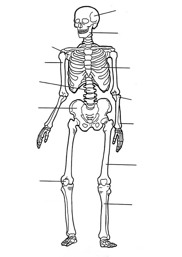 Kids-n-fun.com | 17 coloring pages of Human body