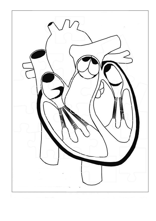 17 coloring pages of Human body