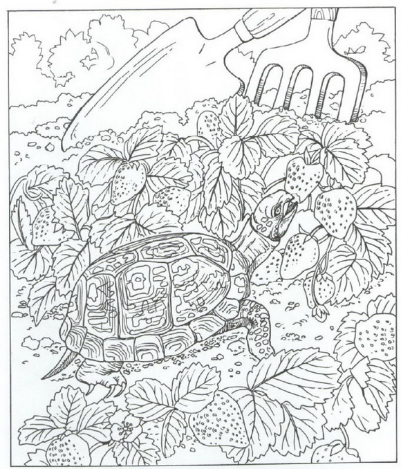 Kids-n-fun.com | Coloring page Nature around the house Nature around