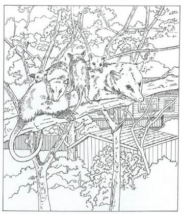 Kids-n-fun.com | 40 coloring pages of Nature around the house
