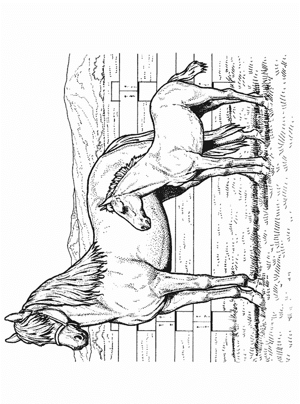 Kids-n-fun.com | 63 coloring pages of Horses