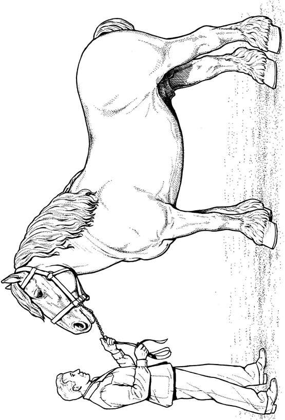 Kids-n-fun.com | 30 coloring pages of Horse breeds