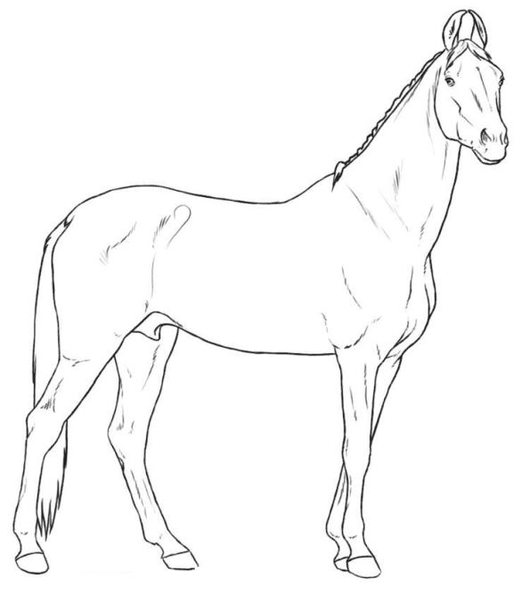 Kids-n-fun.com | 30 coloring pages of Horse breeds
