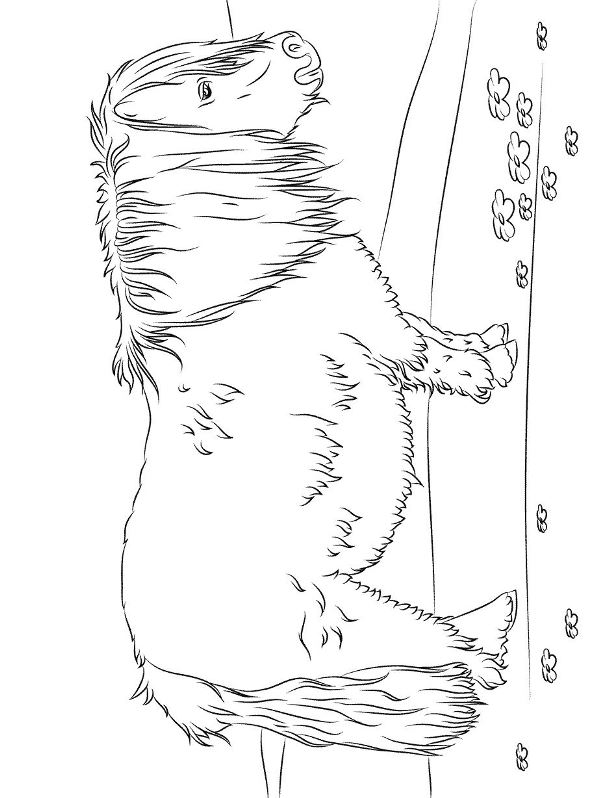 Kids-n-fun.com | 30 coloring pages of Horse breeds