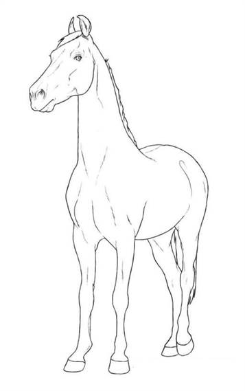 marwari horse coloring mare paarden kleurplaten horses drawings fun rassen kleurplaat zo breeds