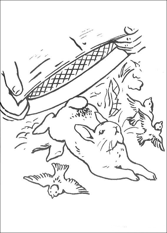 tale of peter rabbit coloring pages - photo #40