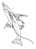 Kids-n-fun | 41 coloring pages of Fish