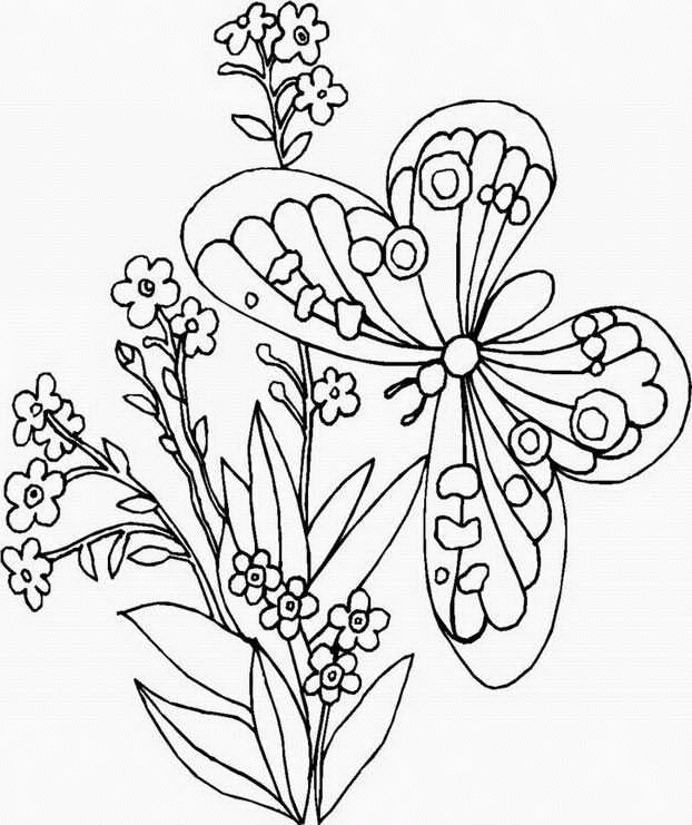 56 butterflies coloring pages